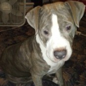 How Can I Tell If These Dogs Are Purebred Pit Bulls? - mom