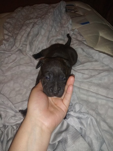 How Can I Tell If These Dogs Are Purebred Pit Bulls?