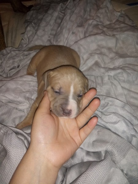 How Can I Tell If These Dogs Are Purebred Pit Bulls?