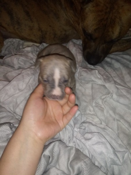 How Can I Tell If These Dogs Are Purebred Pit Bulls?