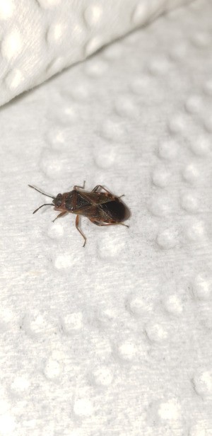 Identifying a Household Bug - brown bug with an X pattern on back