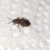 Identifying a Household Bug - brown bug with an X pattern on back
