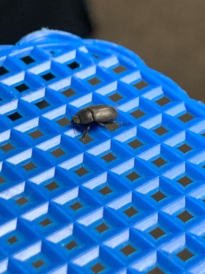 Identify Small Black Beetle that Does Not Fly - black beetle