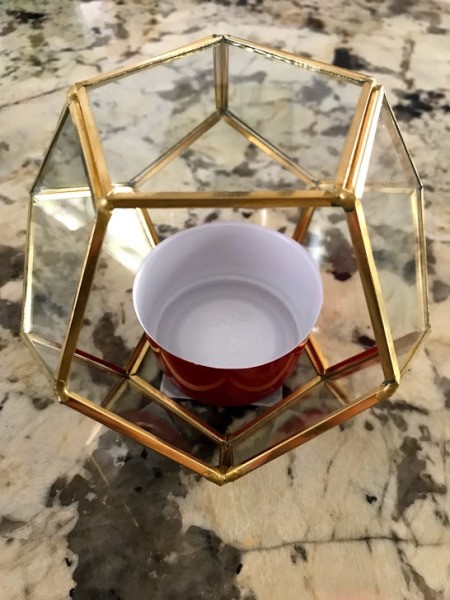 How to Make a Plant Terrarium - closed terrarium with cup inside