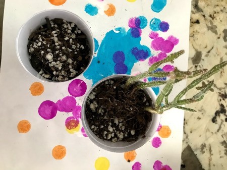 How to Make a Plant Terrarium - begin adding succulents