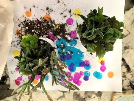 How to Make a Plant Terrarium - creating plant arrangements