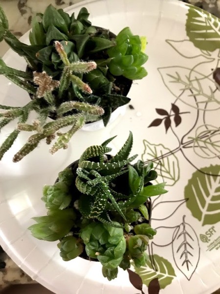 How to Make a Plant Terrarium - cups fully planted