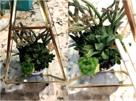 How to Make a Plant Terrarium - lid closed and closeup view of one planting