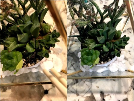 How to Make a Plant Terrarium - adding decorative stones around the plastic cups