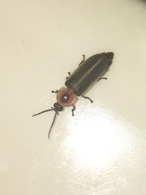 Identifying a Household Bug - black and tan bug with reddish brown area near head