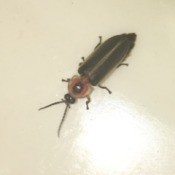 Identifying a Household Bug - black and tan bug with reddish brown area near head