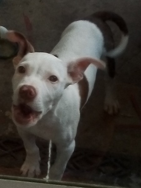 What Breed Is My Dog?