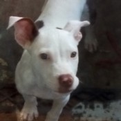 What Breed Is My Dog? - white dog with black patches