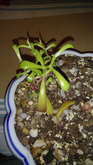 Identifying a Houseplant - small succulent