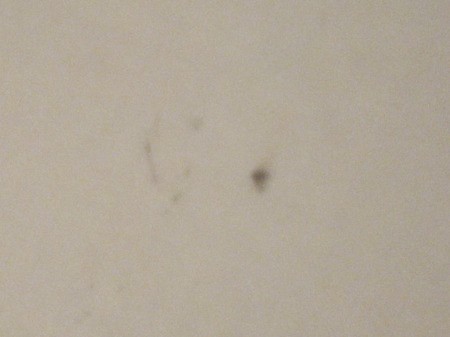 Identifying Tiny Burrowing Biting Black Bugs