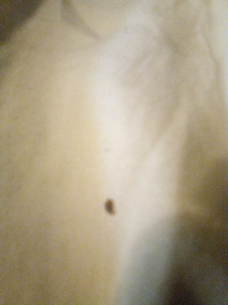 Identifying Tiny Burrowing Biting Black Bugs