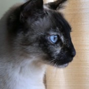 Olivia (Siamese Mix) - closeup of a Siamese mix