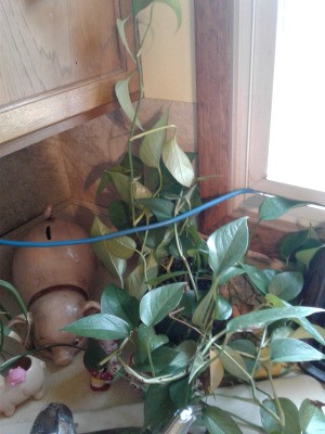 Identifying a Houseplant - philodendron type plant