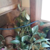 Identifying a Houseplant - philodendron type plant