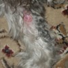 Dog Has a Sore on His Inner Front Leg - irritated spot on leg