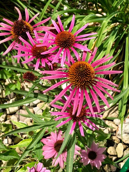 Fuchsia Indiana Echinacea  - purple flowers