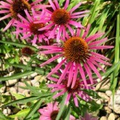 Fuchsia Indiana Echinacea  - purple flowers