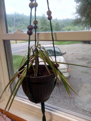 Identifying a Houseplant - dracaena looking plant in poor condition