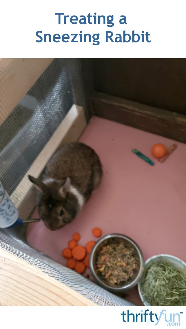 Treating a Sneezing Rabbit? ThriftyFun