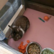 Treating a Sneezing Rabbit - cute brown rabbit