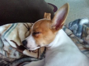 Is My Chihuahua an Apple or Deer Head? - sleeping white and brown dog