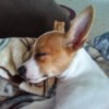 Is My Chihuahua an Apple or Deer Head? - sleeping white and brown dog