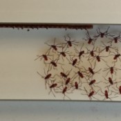 What Type of Bug Is This? - bugs on mini blinds