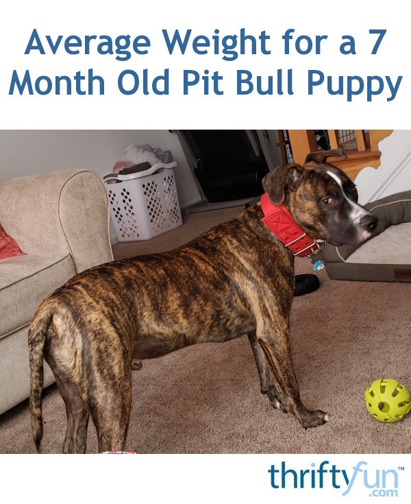 Average Weight for a 7 Month Old Pit Bull Puppy? ThriftyFun