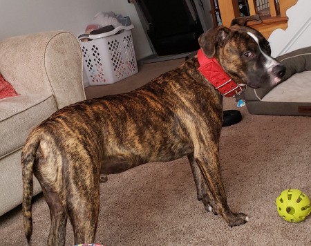 7 month pitbull puppy clearance