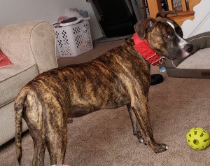 Average Weight for a 7 Month Old Pit Bull Puppy - slender brindle Pit Puppy