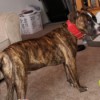 Average Weight for a 7 Month Old Pit Bull Puppy - slender brindle Pit Puppy
