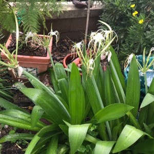 Protecting Delicate Blooms from Summer Heat - patio umbrella over lilies