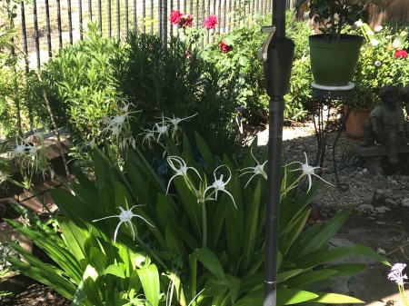 Protecting Delicate Blooms from Summer Heat