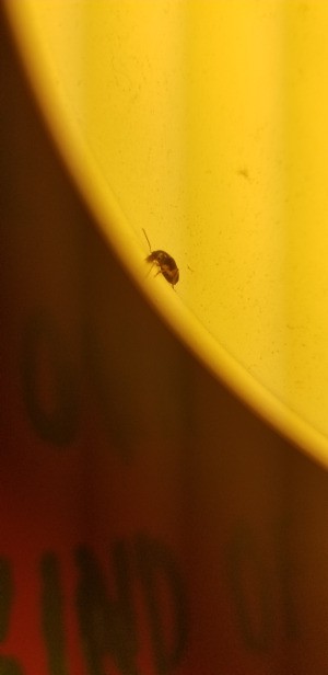 Getting Rid of Flying Insects Inside - bug on light