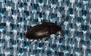 Identifying Small Black Bugs - black beetle looking bug on fabric background
