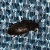 Identifying Small Black Bugs - black beetle looking bug on fabric background
