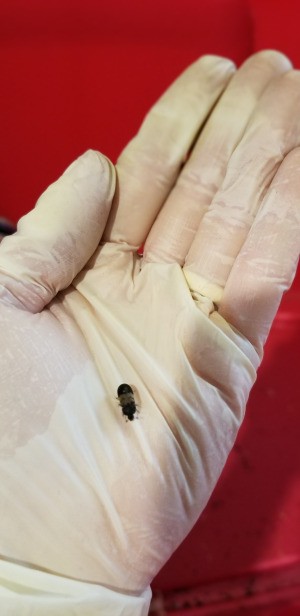 Identifying Household Bugs - black bug on gloved hand