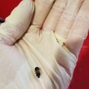 Identifying Household Bugs - black bug on gloved hand