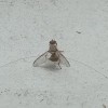 Identifying Flying Insects in My Kitchen - small flying insect