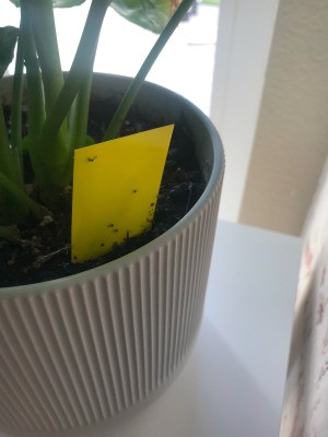 Yellow Sticky Traps for Flying Insects - insects stuck to yellow sticky paper