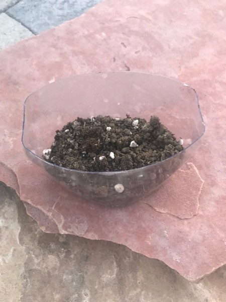 Repupose Mouthwash Container into a Planter - soil added to the container