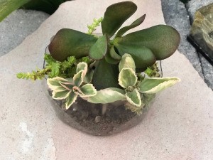 Repupose Mouthwash Container into a Planter - looking down at planted container