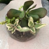 Repupose Mouthwash Container into a Planter - looking down at planted container