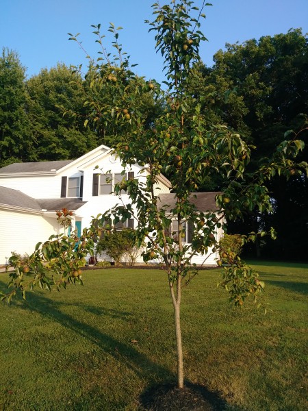 Supporting Pear Tree Limbs Loaded with Fruit - pear tree