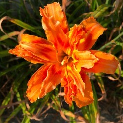 Tiger Daylily - orange multitiered daylily